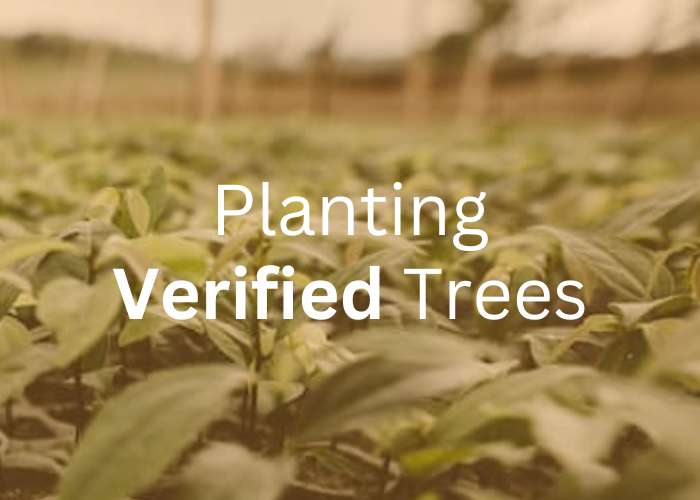 planting verified trees